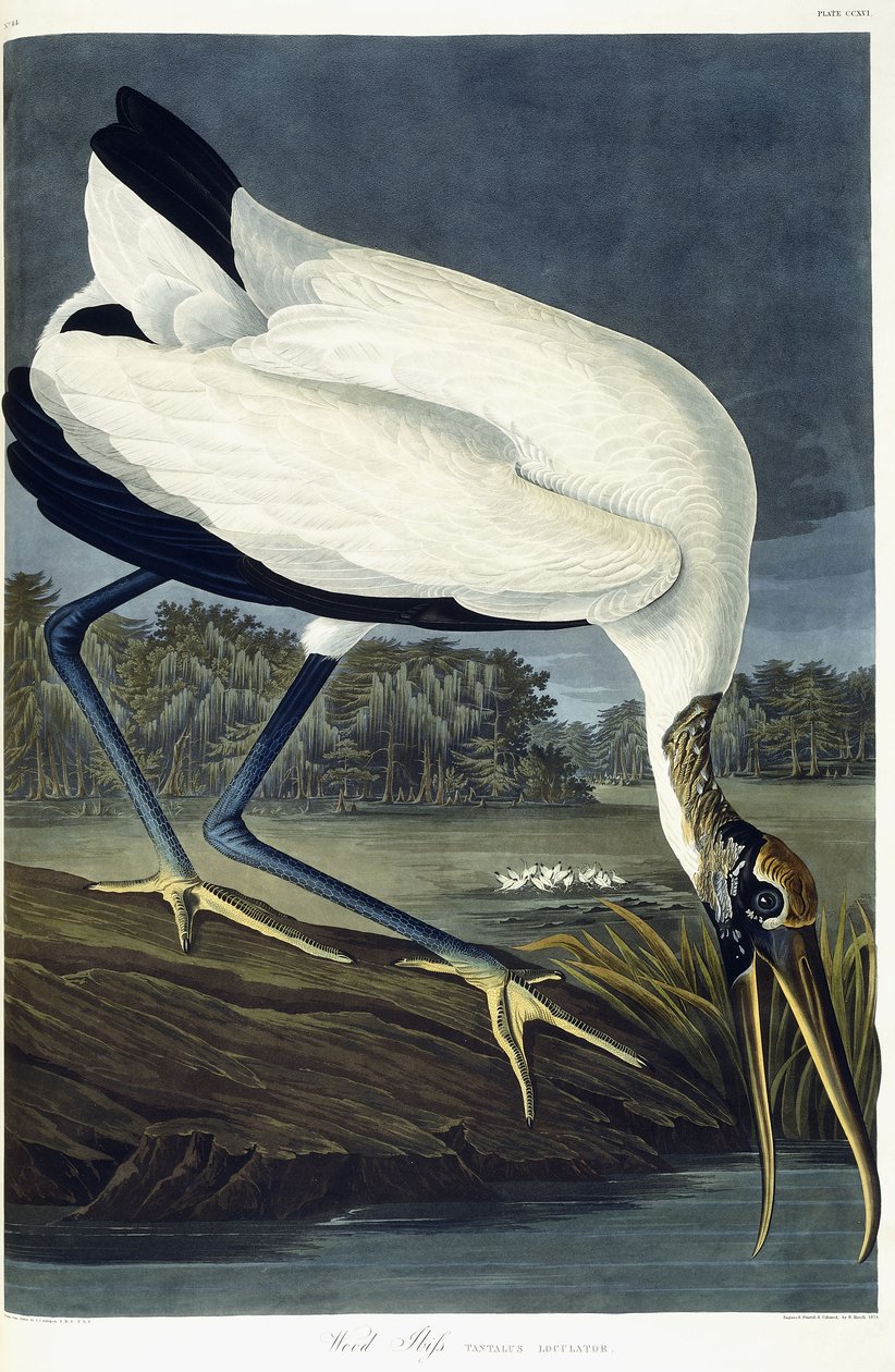 Waldstorch, 1834 von John James Audubon