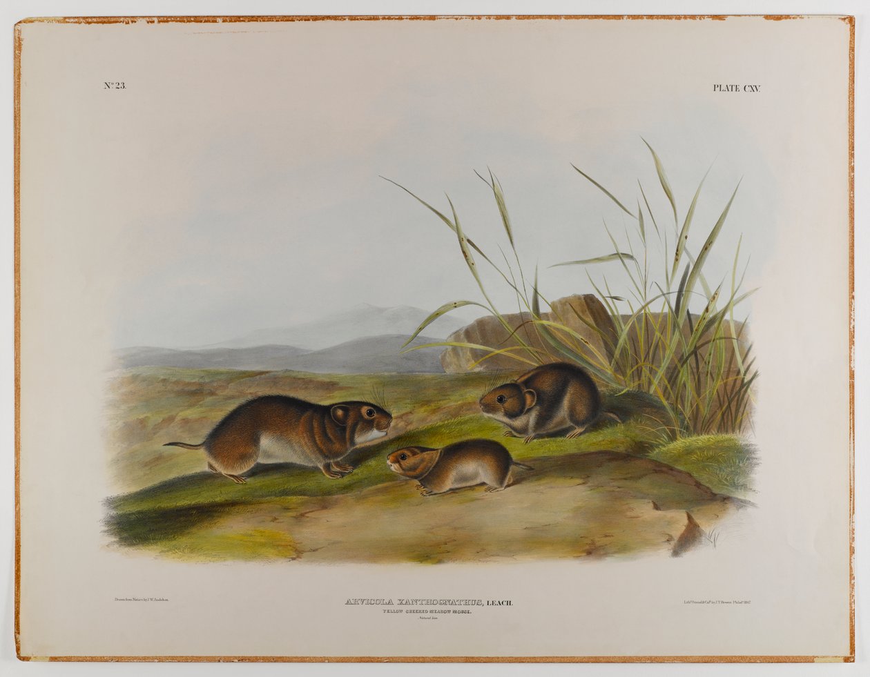 Gelbwangen-Wühlmaus von John James Audubon