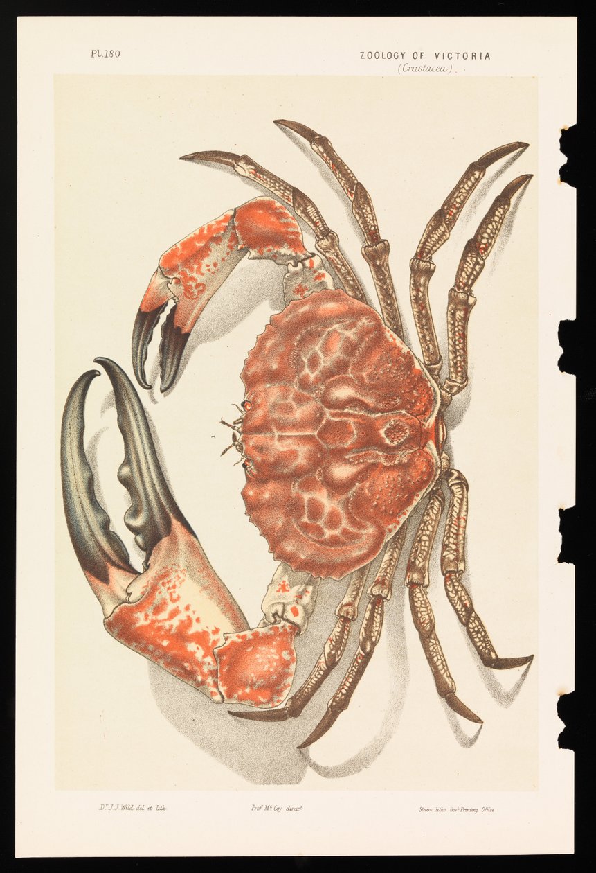 Tasmanischer Riesenkrabbe, Pseudocarcinus gigas von John James Wild