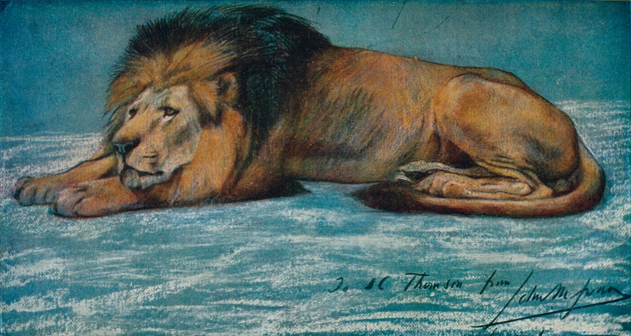 Pastellstudie eines Löwen, um 1900 von John Macallan Swan
