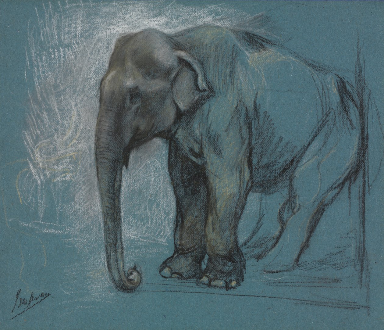 Studie eines Elefanten von John Macallan Swan
