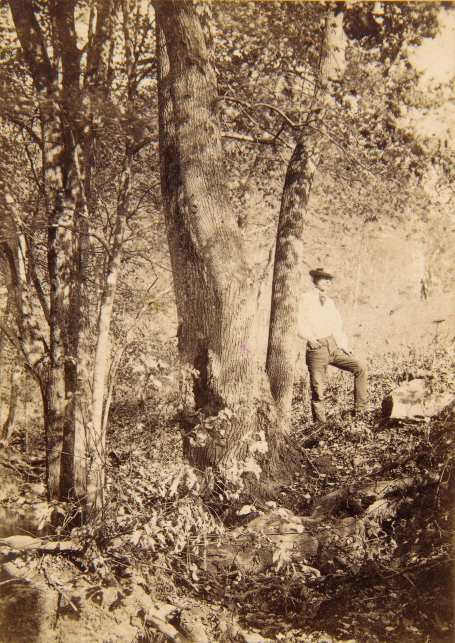 Tacony Creek, Magnolienpappel von John Moran