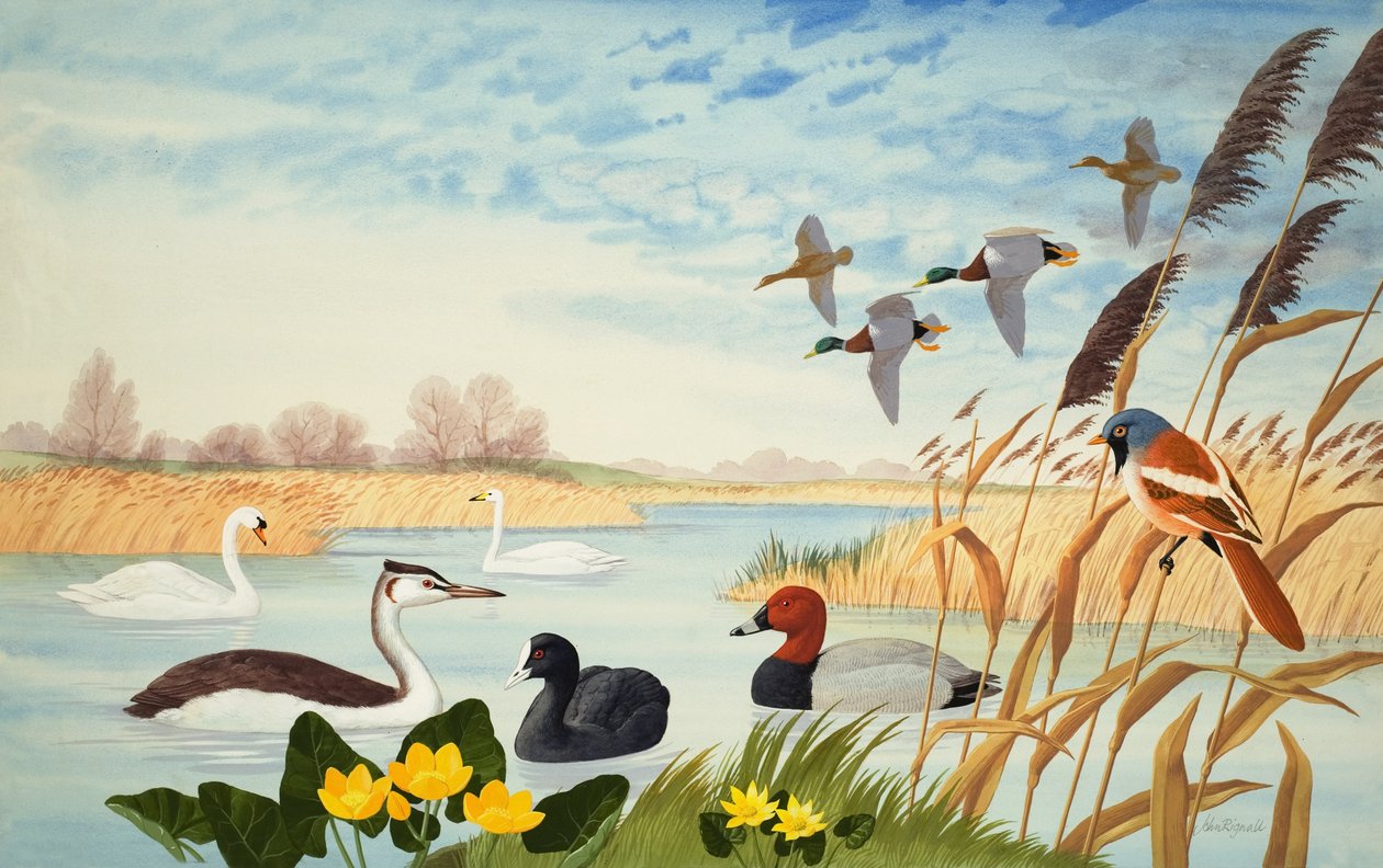 Naturszene von John Rignall