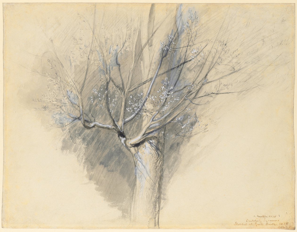 Knospender Ahorn von John Ruskin