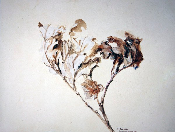Studie von Eichenblättern von John Ruskin