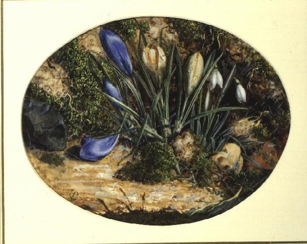 Krokusse und Schneeglöckchen von John Sherrin