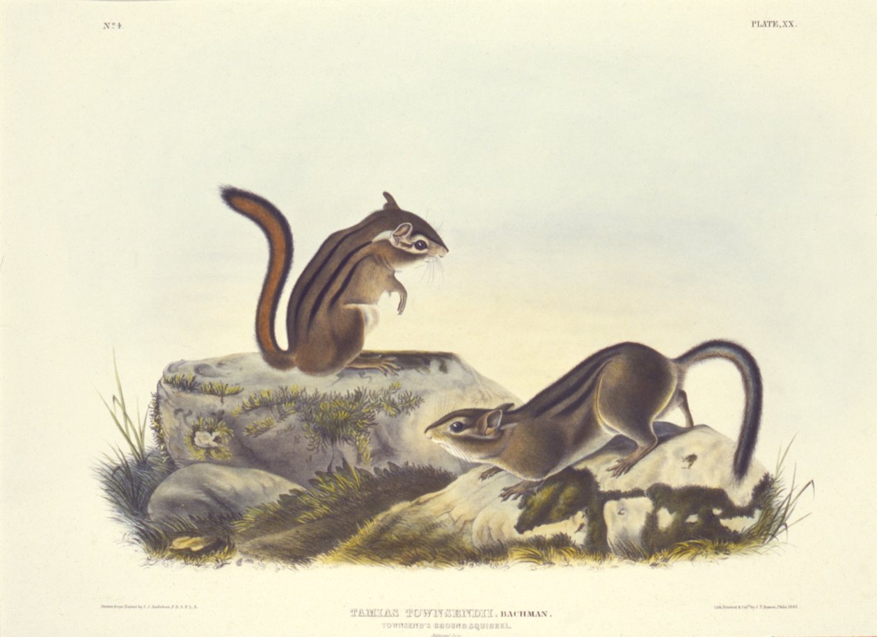 Townsend-Bodenhörnchen von John T. Bowen