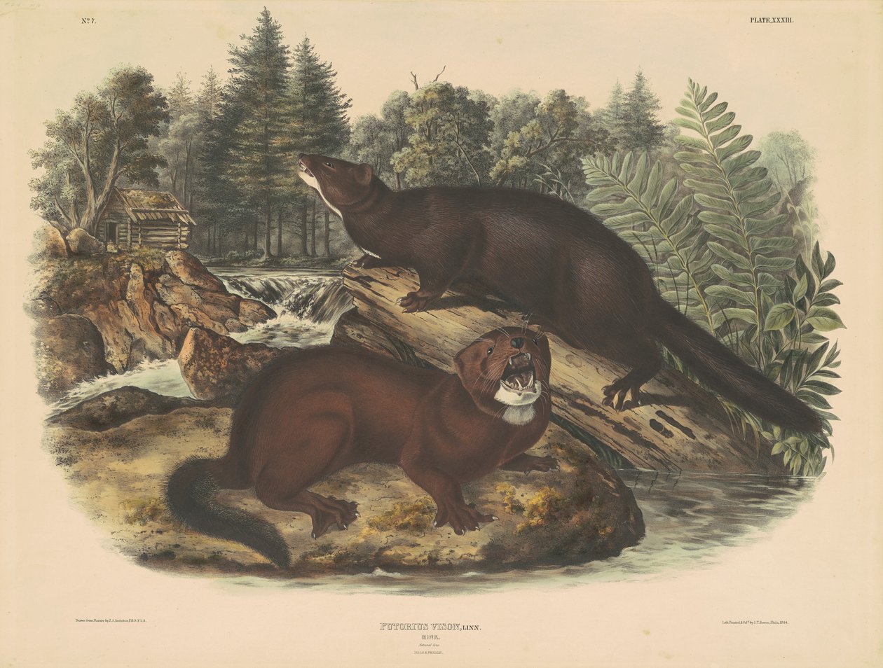 Mink von John T. Bowen, after John James Audubon
