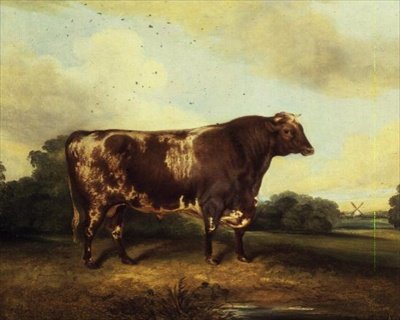 Braun-weißer Stier in Landschaft von John Vine
