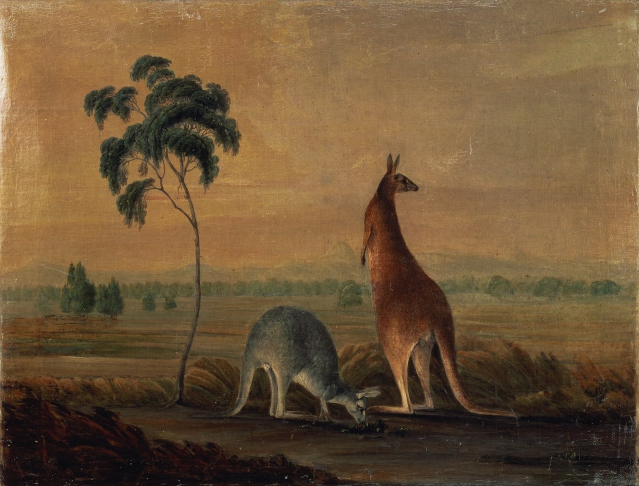 Kängurus in einer Landschaft, um 1819 von John William Lewin