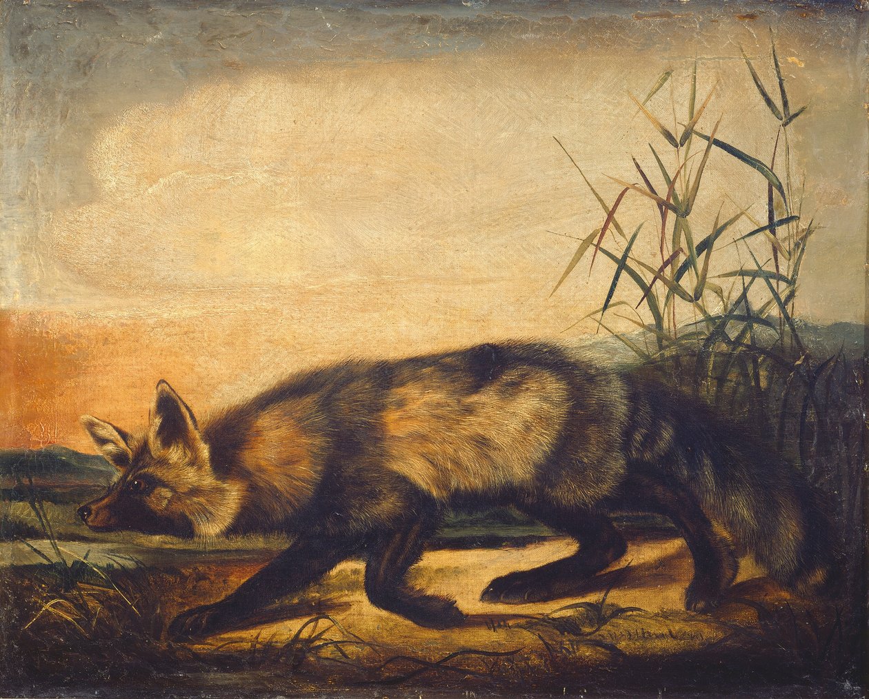 Langschwänziger Rotfuchs, 1848-1854 von John Woodhouse Audubon