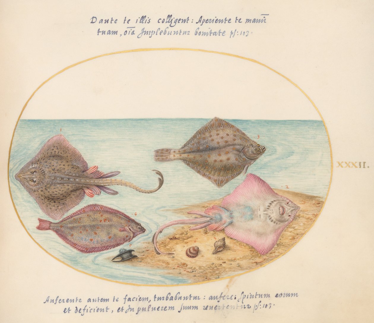 Joris Hoefnagel, Animalia Aqvatilia et Cochiliata (Aqva) - Tafel XXXII von Joris Hoefnagel