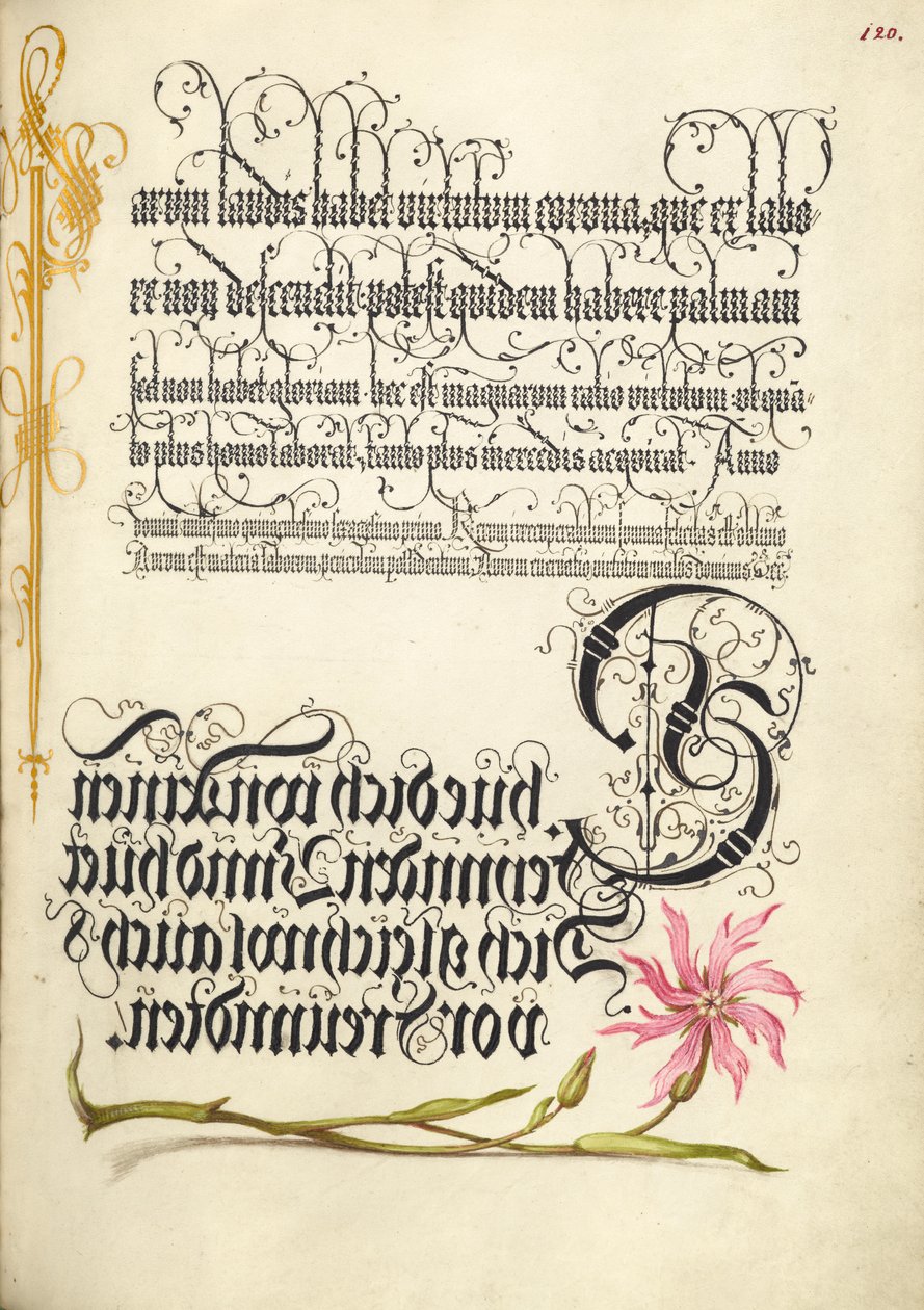 Kuckucksblume von Joris Hoefnagel