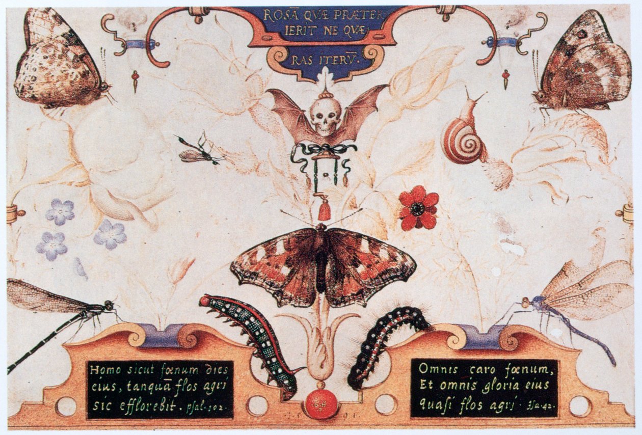 Diptychon mit Blumen und Insekten, 1591 von Joris Hoefnagel
