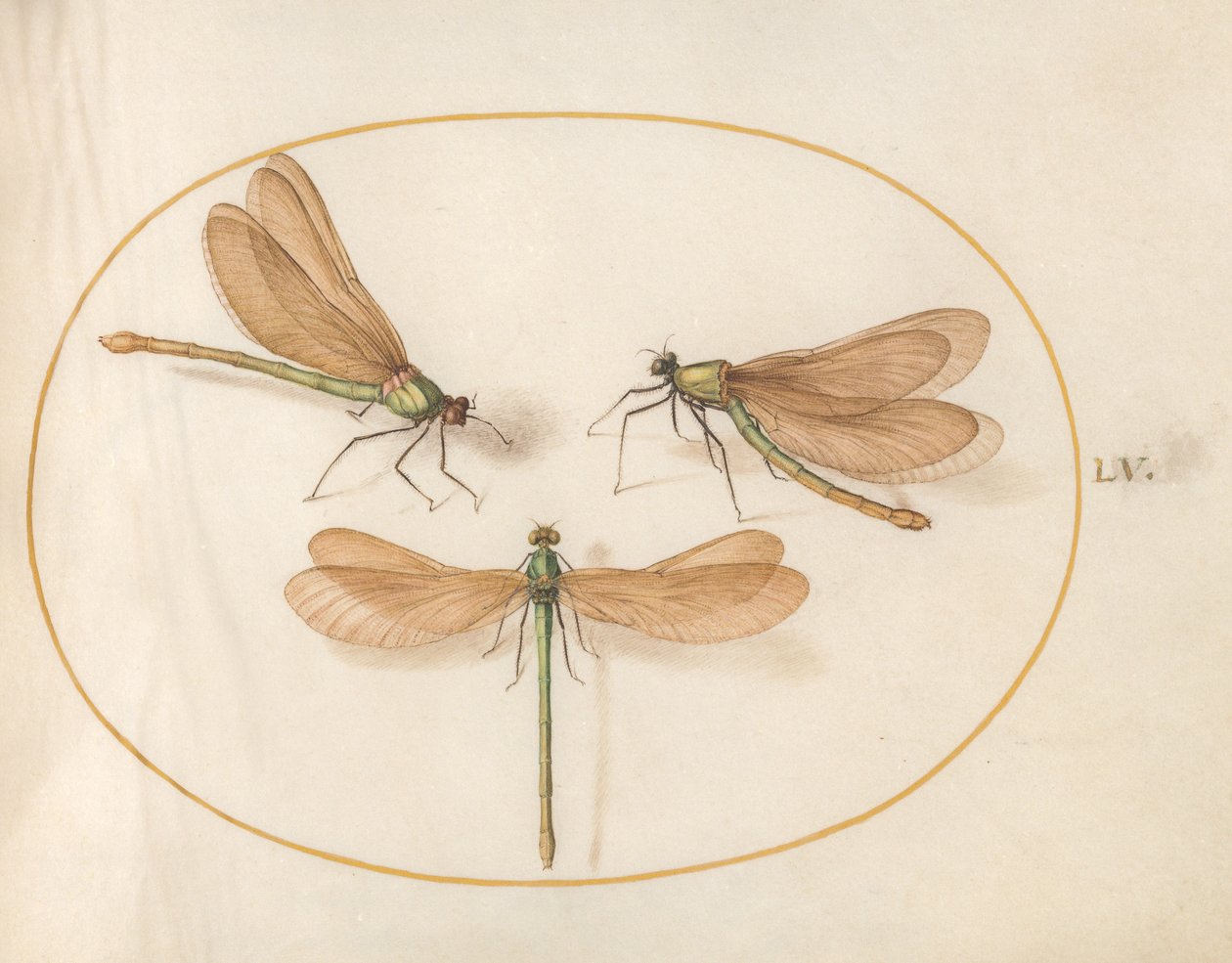 Libelle, ca. 1575-80 von Joris Hoefnagel