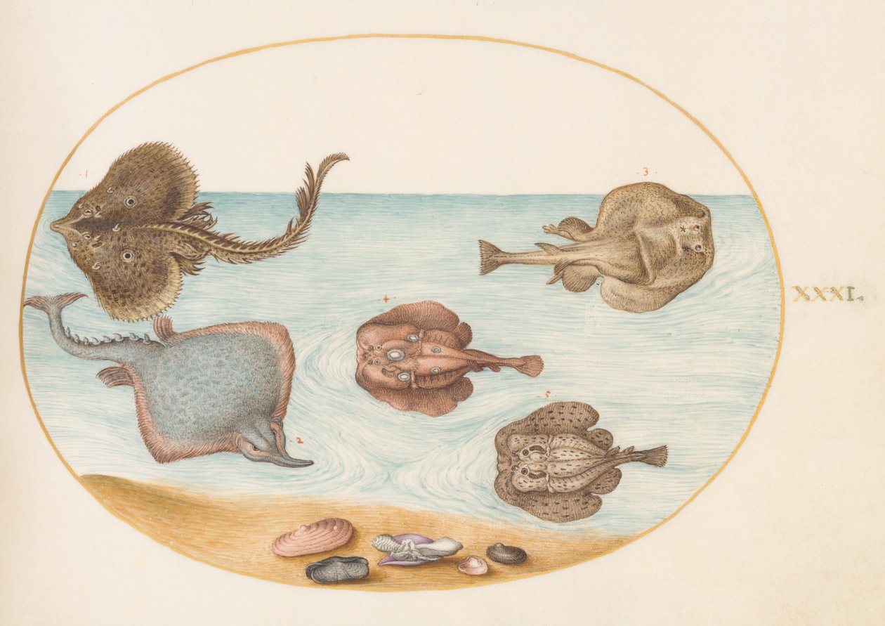 Fische, ca. 1575-80 von Joris Hoefnagel