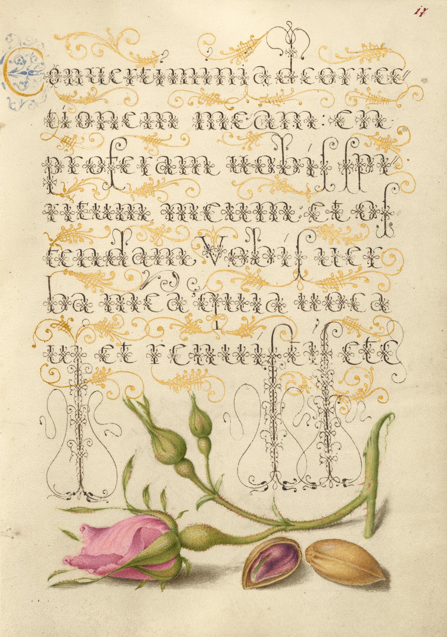 Französische Rose und Pistazie von Joris Hoefnagel
