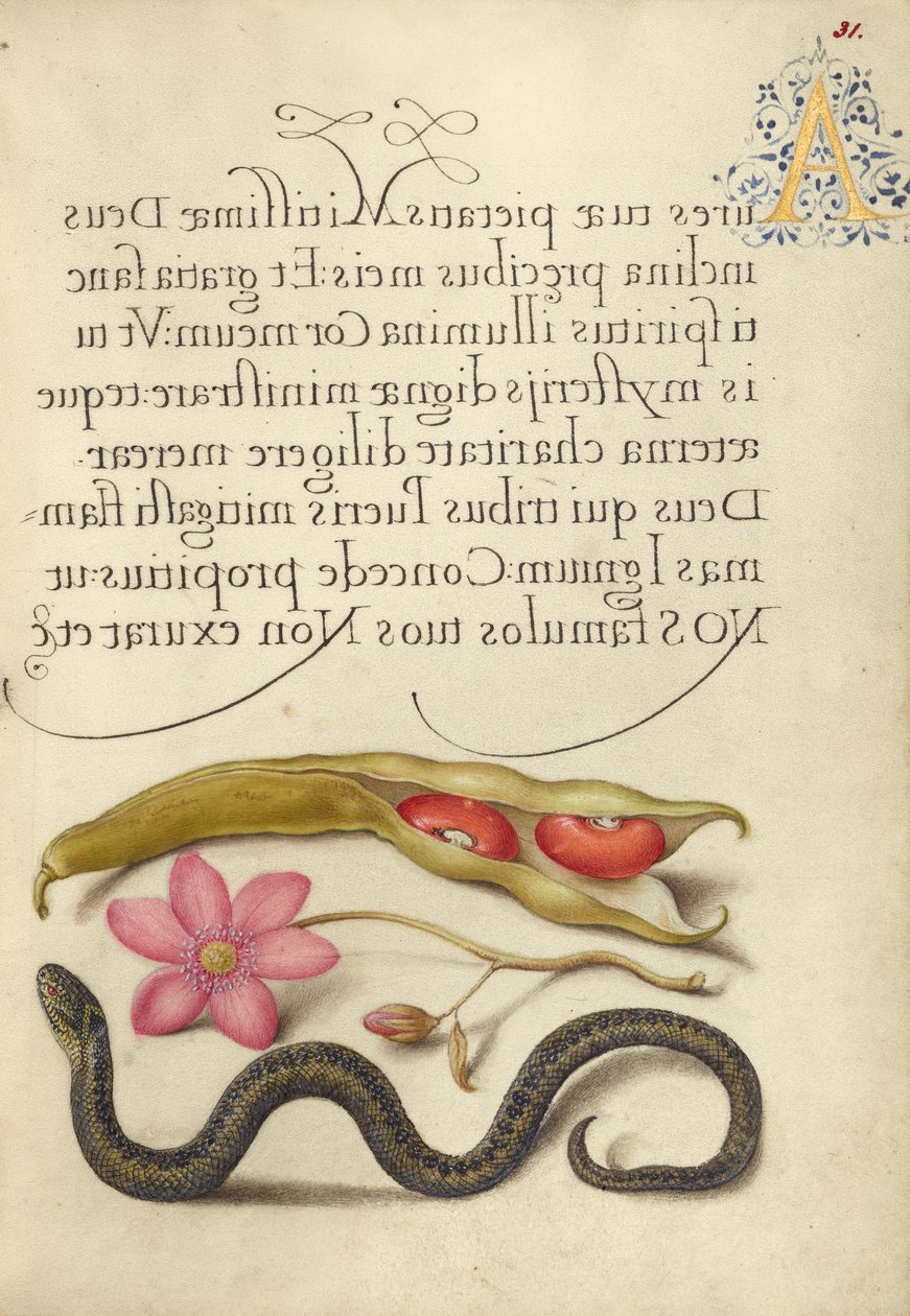 Gartenbohne, Anemone und Natter von Joris Hoefnagel