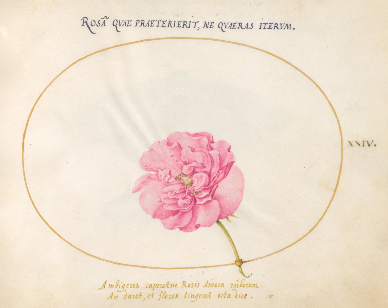 Tafel 24: Rosa Rose von Joris Hoefnagel