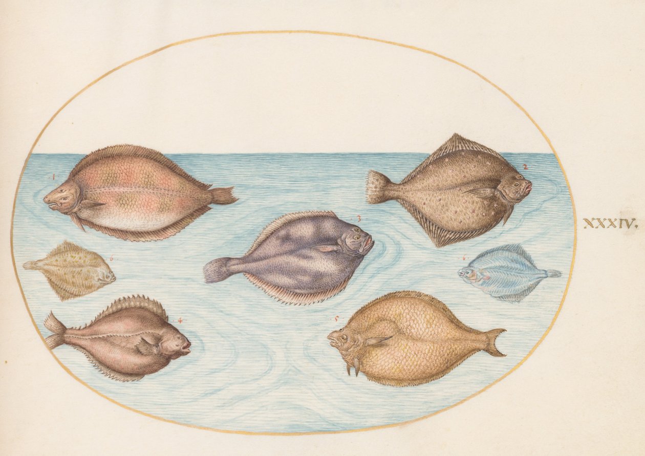 Tafel 34: Sieben Plattfische von Joris Hoefnagel