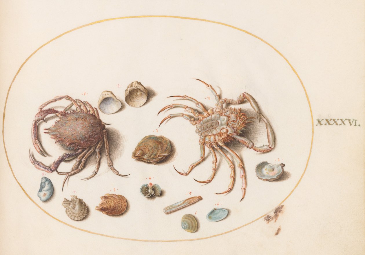 Tafel 46: Zwei Krabben mit Muscheln von Joris Hoefnagel