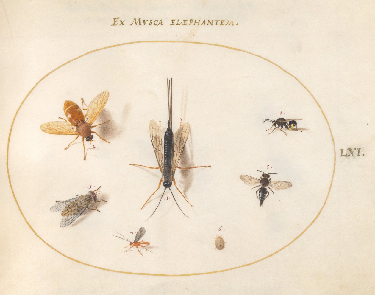 Tafel 61: Sieben Insekten, darunter Fliegen von Joris Hoefnagel