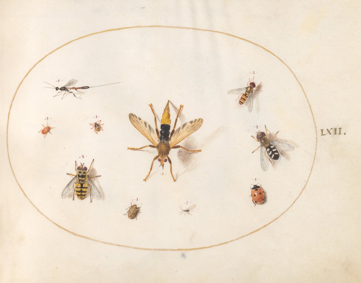Tafel 62: Zehn Insekten von Joris Hoefnagel