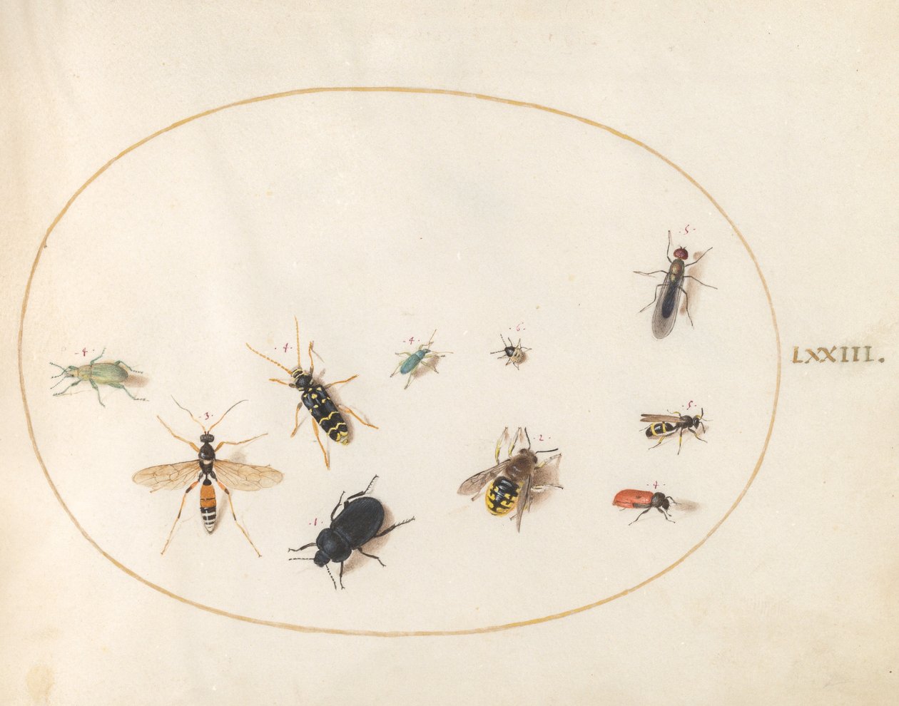 Tafel 73: Zehn Insekten von Joris Hoefnagel