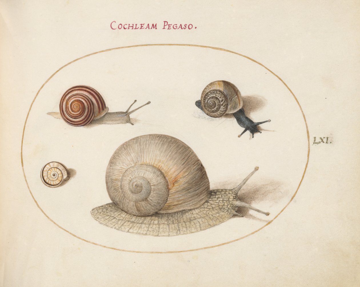 Schnecke, ca. 1575-80 von Joris Hoefnagel