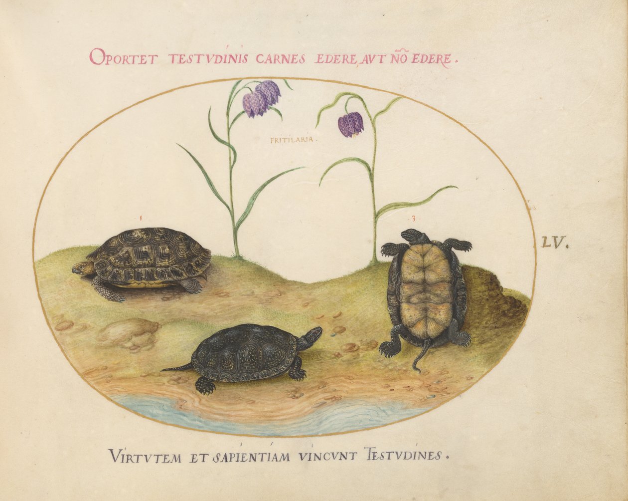 Schildkröte, ca. 1575-80 von Joris Hoefnagel