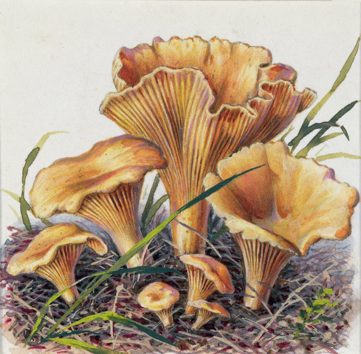 Studie eines Pilzes von Josef Fleischmann