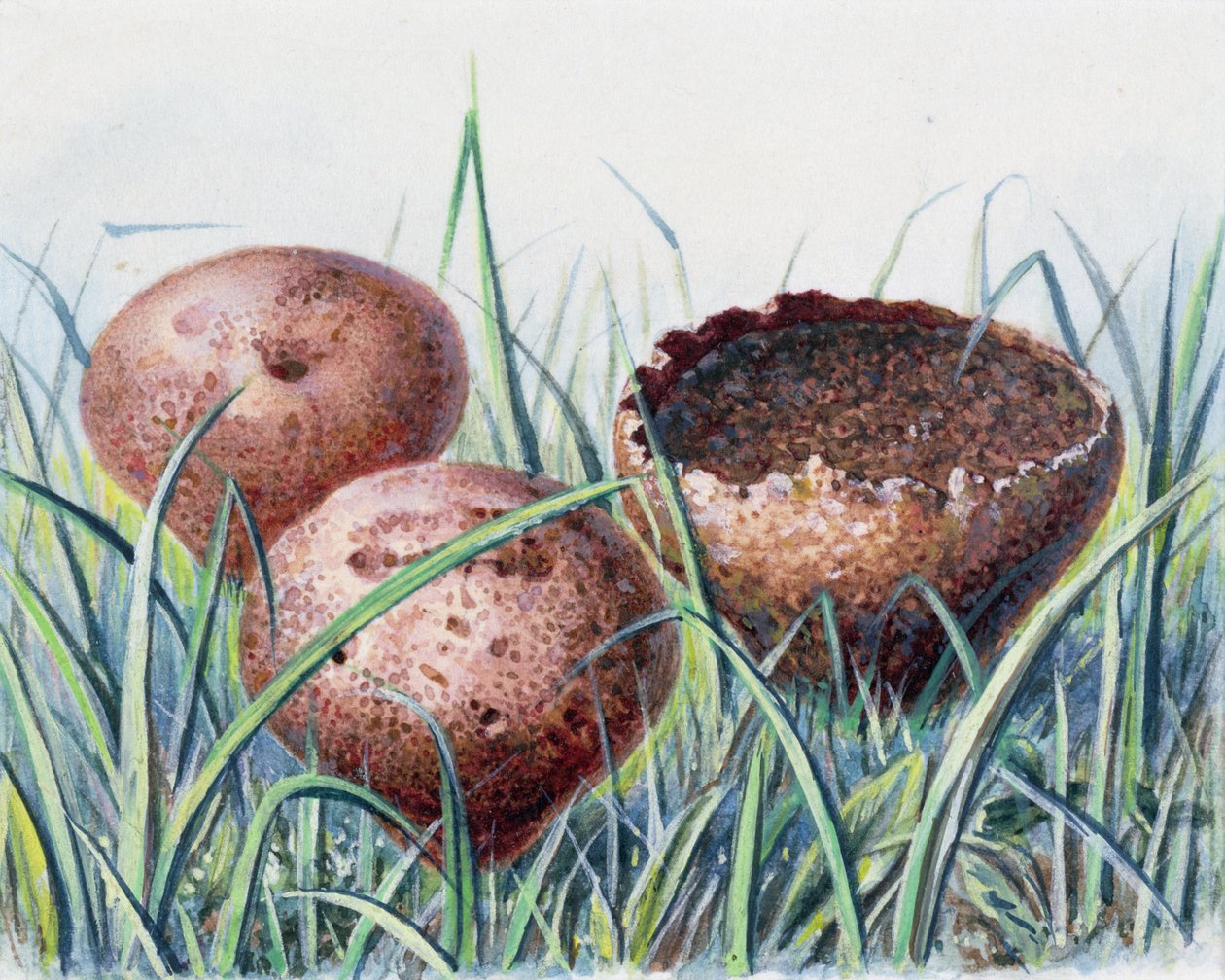 Studie eines Pilzes von Josef Fleischmann