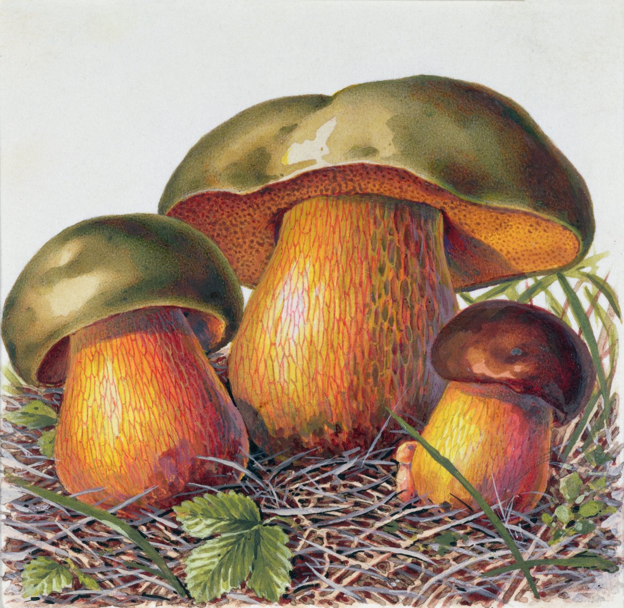 Studie eines Pilzes von Josef Fleischmann