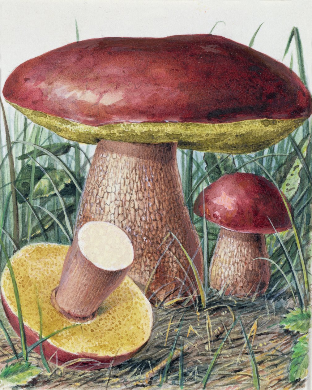 Studie eines Pilzes von Josef Fleischmann