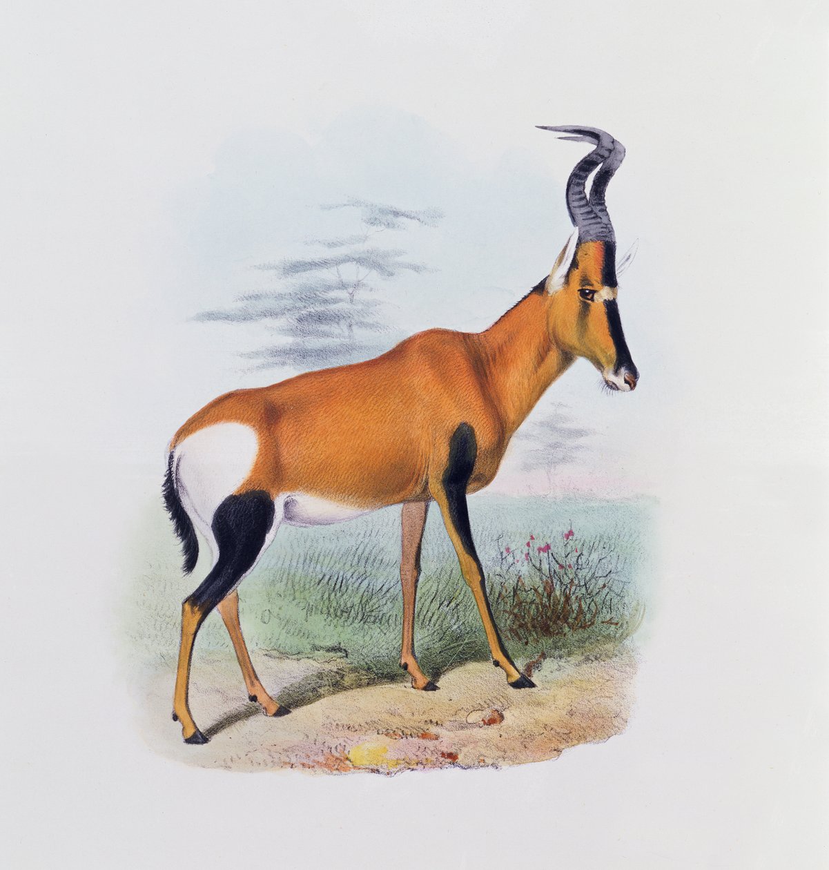 Antilope, aus 