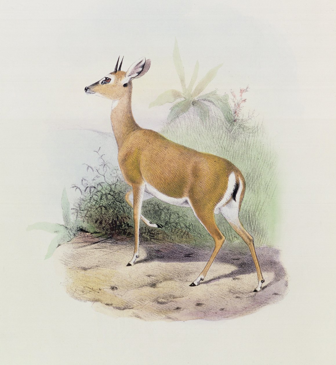 Antilope, aus 