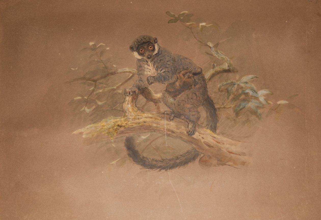 Schwarzfüßiger Lemur (Lemur nigifrons) von Joseph Wolf
