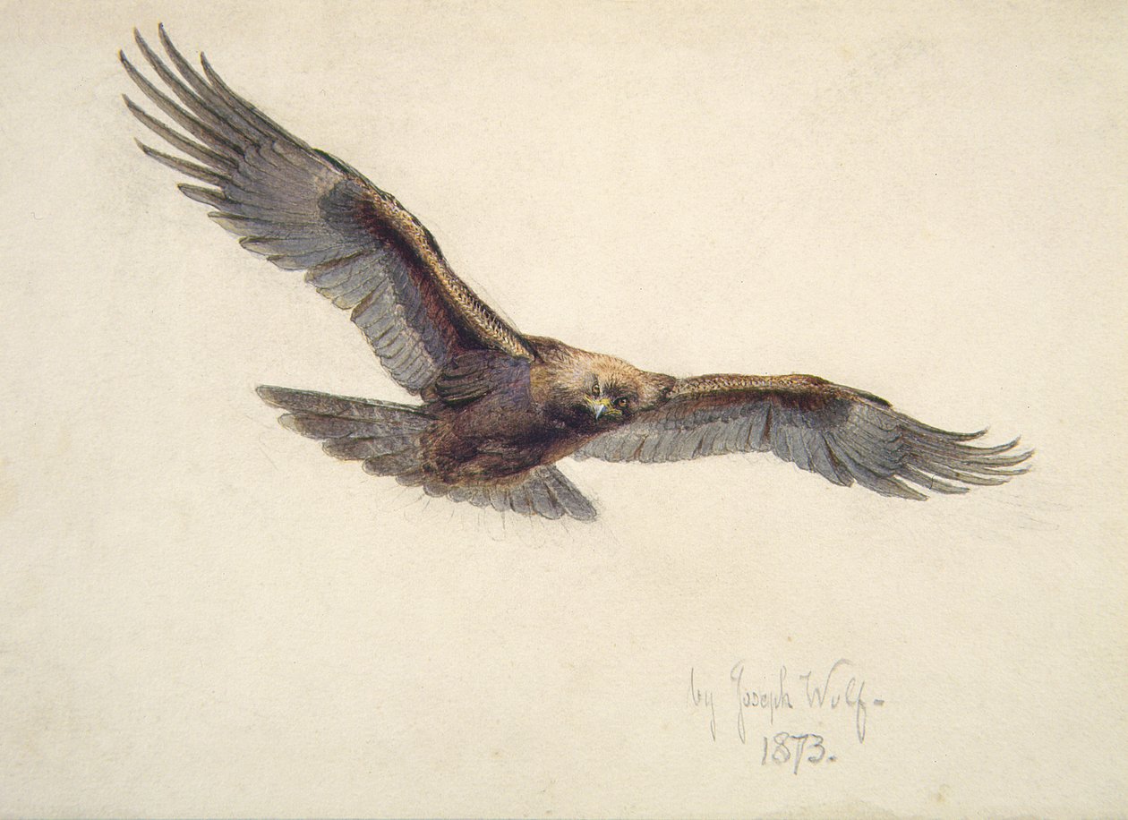Adler im Flug, 1873 von Joseph Wolf