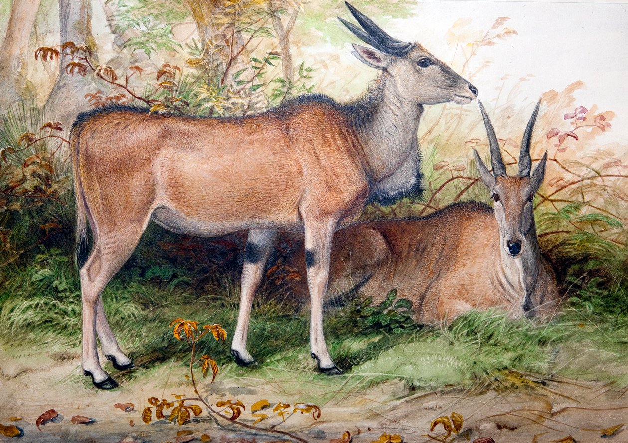 Elands, ca. 1850 von Joseph Wolf