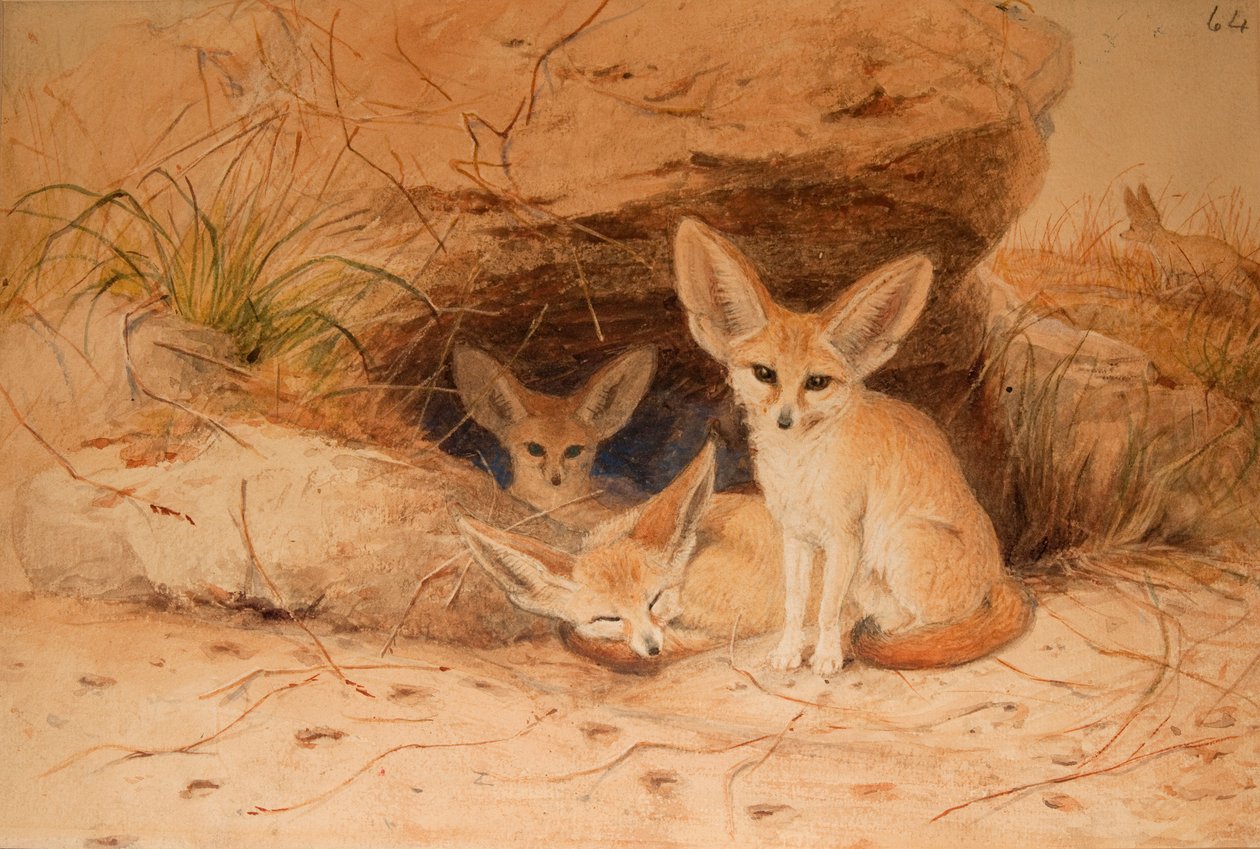 Fennek-Fuchs - Canis cerdo von Joseph Wolf