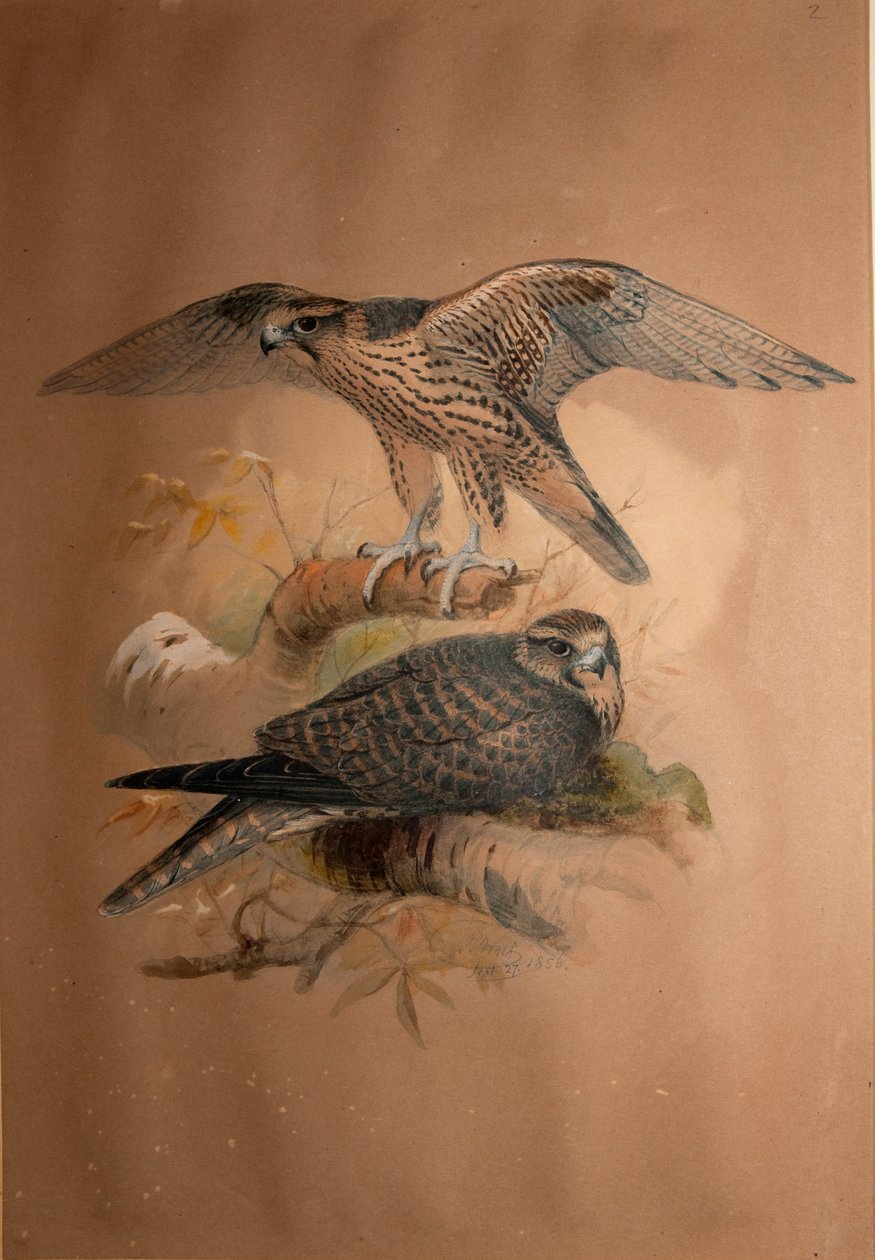 Lannerfalke (Falco lanarius), 1856 von Joseph Wolf