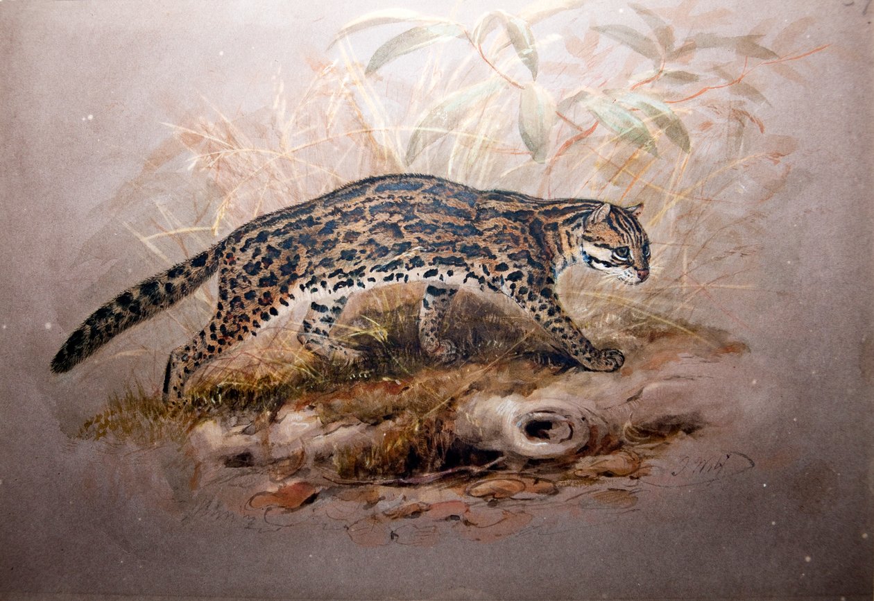 Ozelot, 1851-52 von Joseph Wolf