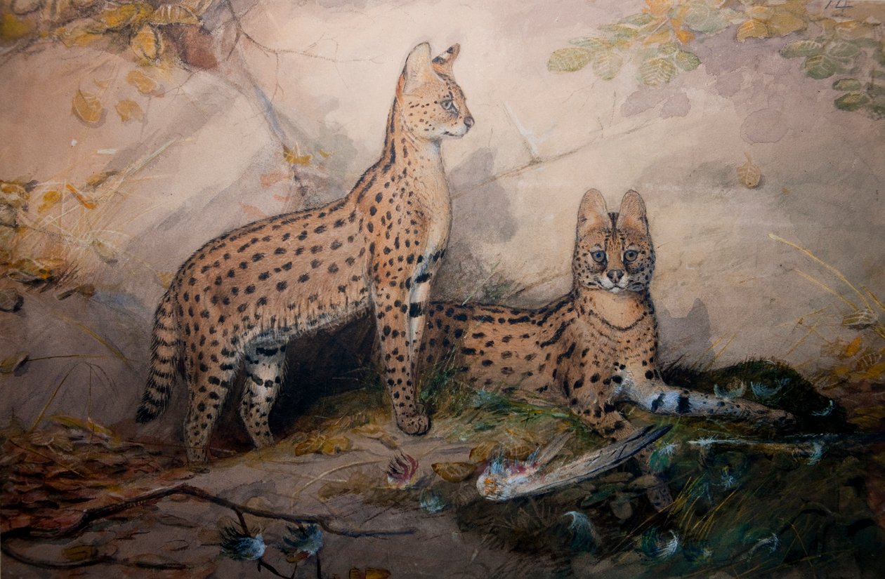 Serval, 1851-1869 von Joseph Wolf