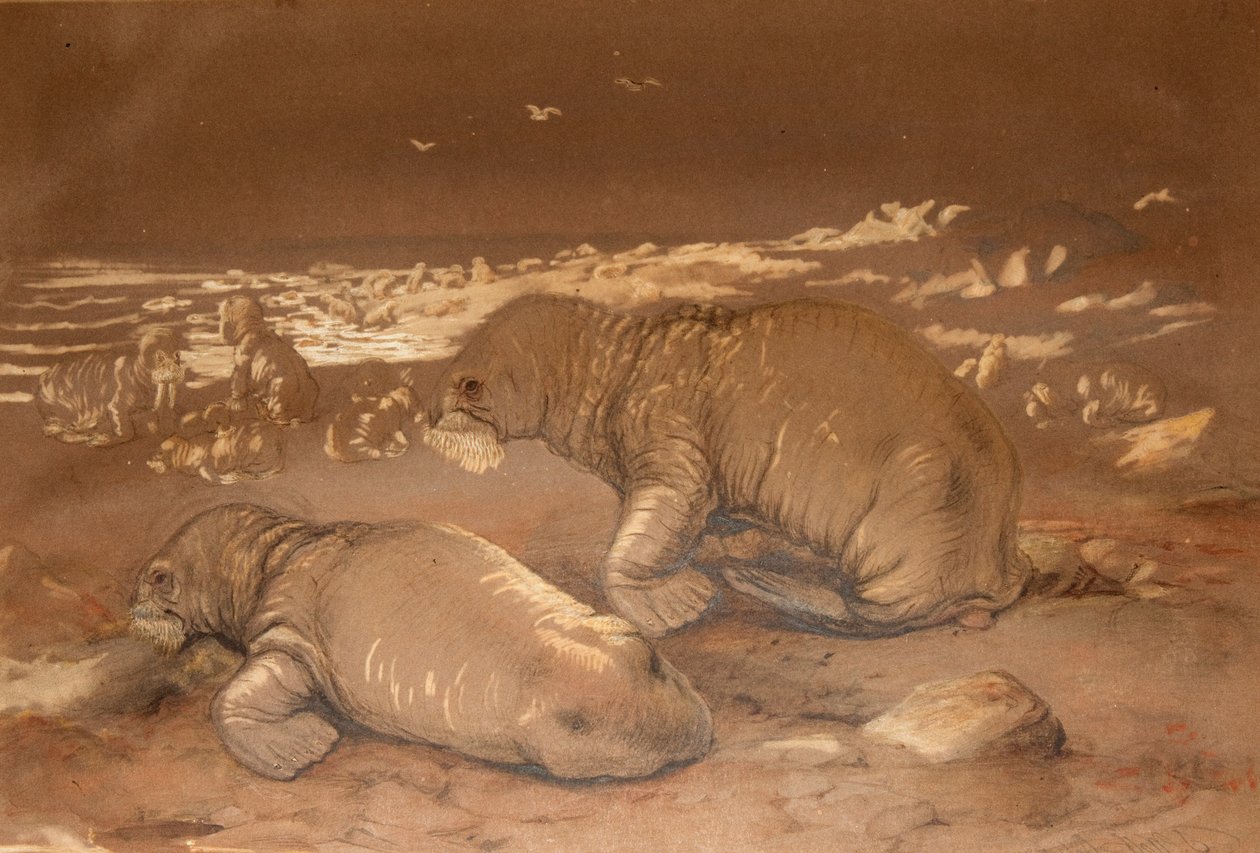 Walross - Tricherchus rosmarus von Joseph Wolf