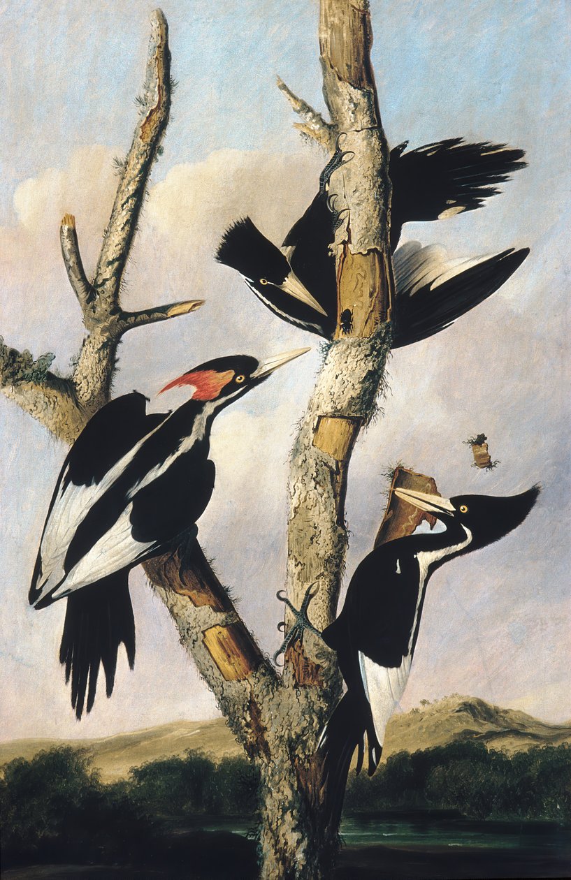 Elfenbeinspecht, ca. 1830-31 von Joseph Bartholomew Kidd
