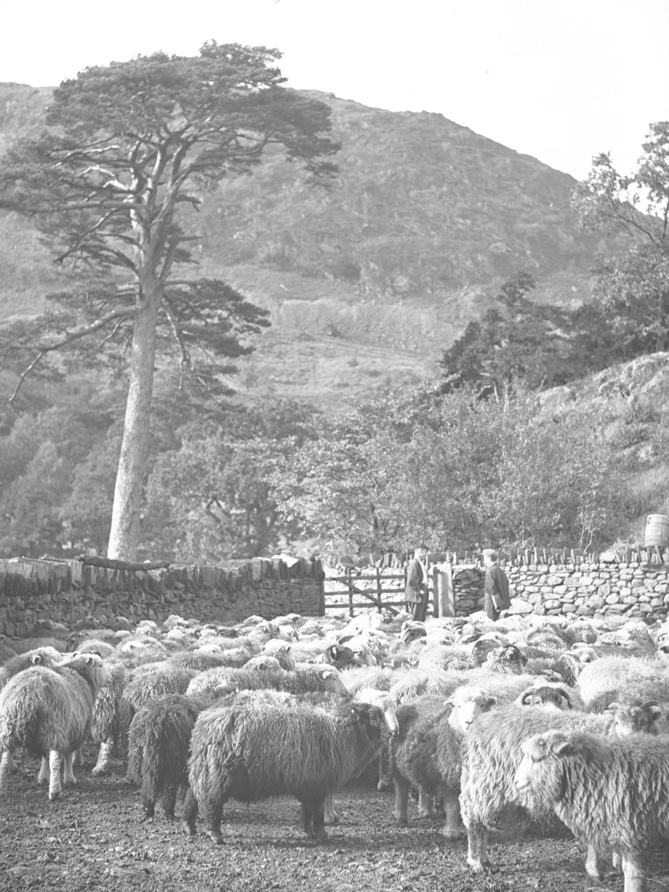 Schafherde im Vordergrund von Joseph Hardman
