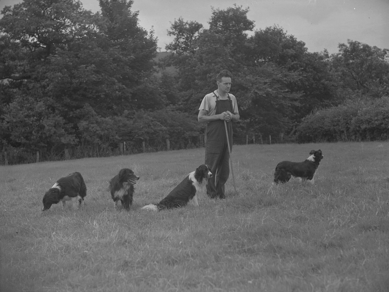 Schäfer und vier Hunde von Joseph Hardman