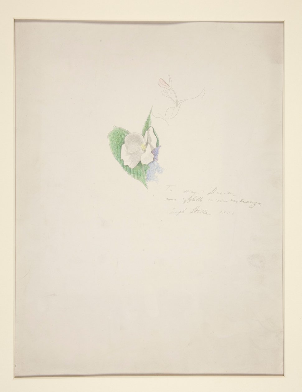 Blume von Joseph Stella