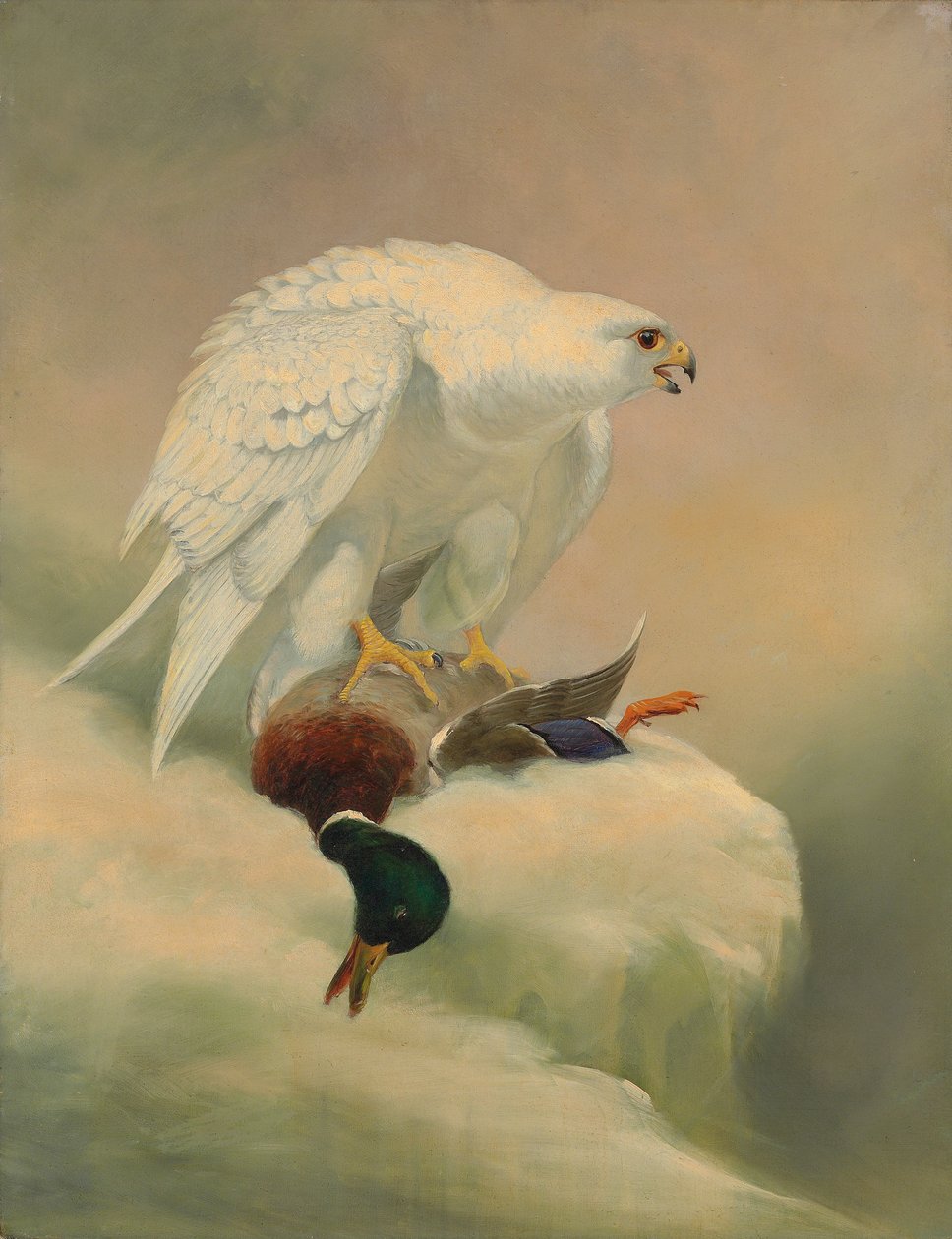 Gerfalke und Stockente von Joseph Wolf
