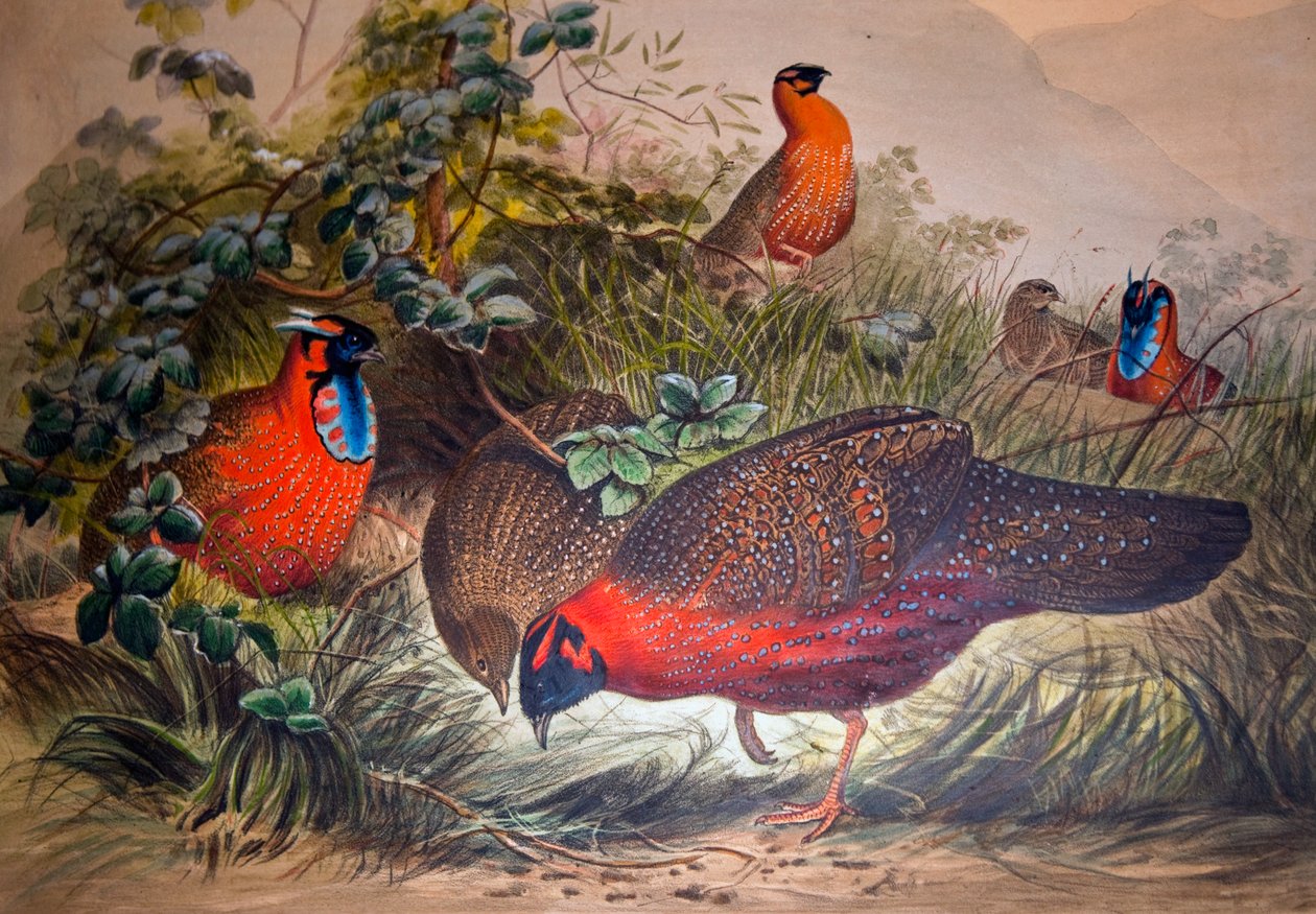 Horned Tragopan, 1861 von Joseph Wolf